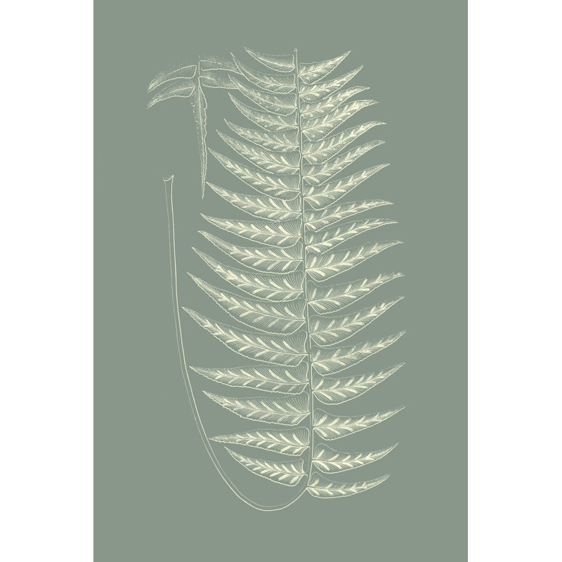 Ferns On Sage VIII by Vision Studio - Painting on Canvas, Wrapped Canvas, 30cm H x 20cm W