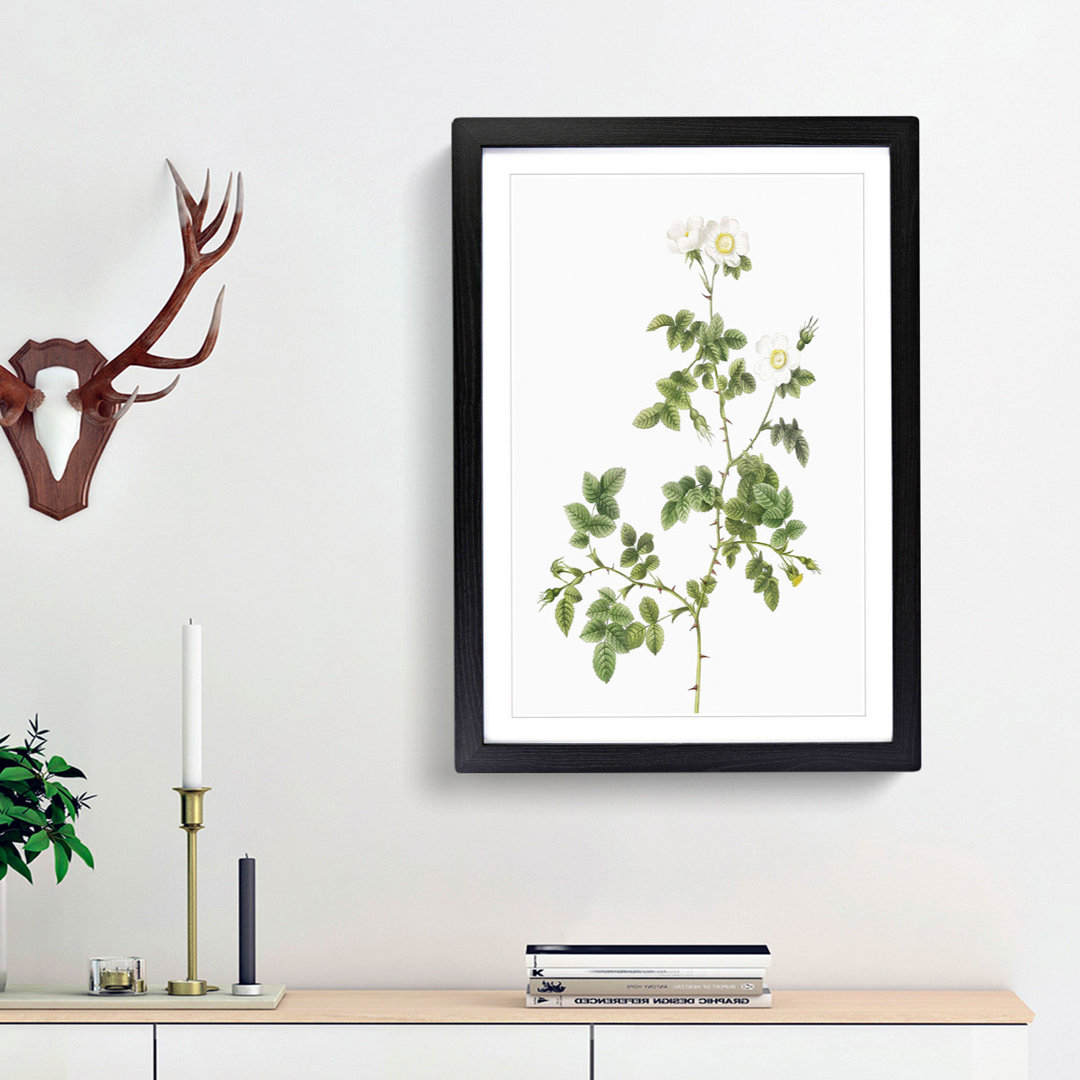 Sweetbriar Rose in White by Pierre-Joseph Redoute - Picture Frame Art Prints