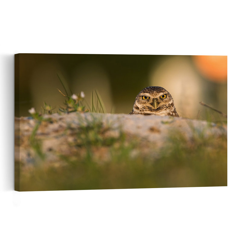 Intense Burrowing Owl Gaze Contemporary Bird Owl Forest Wall Art Print 1 Piece Wrapped Canvas Wall Art, 101.6cm H x 152.4cm W