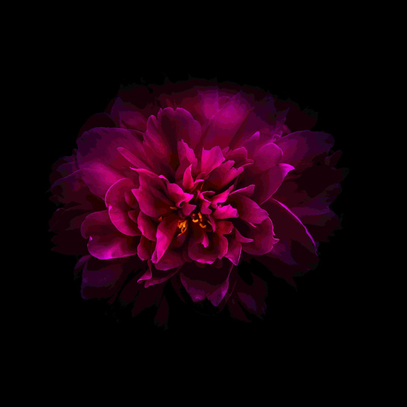 Pivoine rouge - peinture sur toile tendue, H 12 po x l 12 po