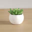 Plante molle en pot de céramique