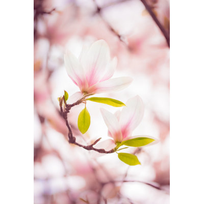 Beautiful Magnolia In Spring by Wundervisuals - Wrapped Canvas Print