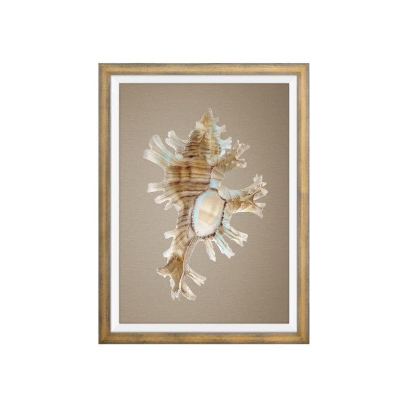 Coquillages sur champagne II par Sofia Fox - photographie, Couche de verre, H 40 po x l 30 po x P 1,5 po