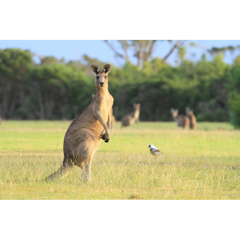 Kangaroos Grazing by Bobtokyoharris - Wrapped Canvas Print, 51 cm H x 76 cm W