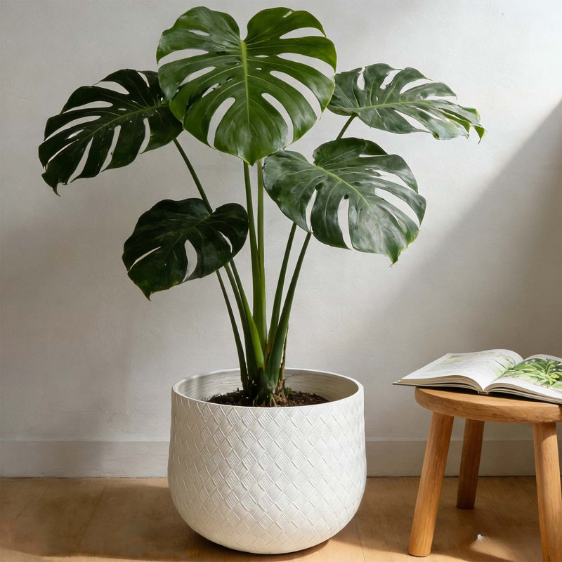 Ensemble de pots à fleurs ronds en oxyde de magnésium assortis, idéal pour une utilisation intérieure et extérieure avec trous de drainage et motif de tissage