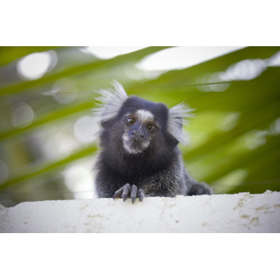 «Brésilien marmoset», photographie sur toile tendue