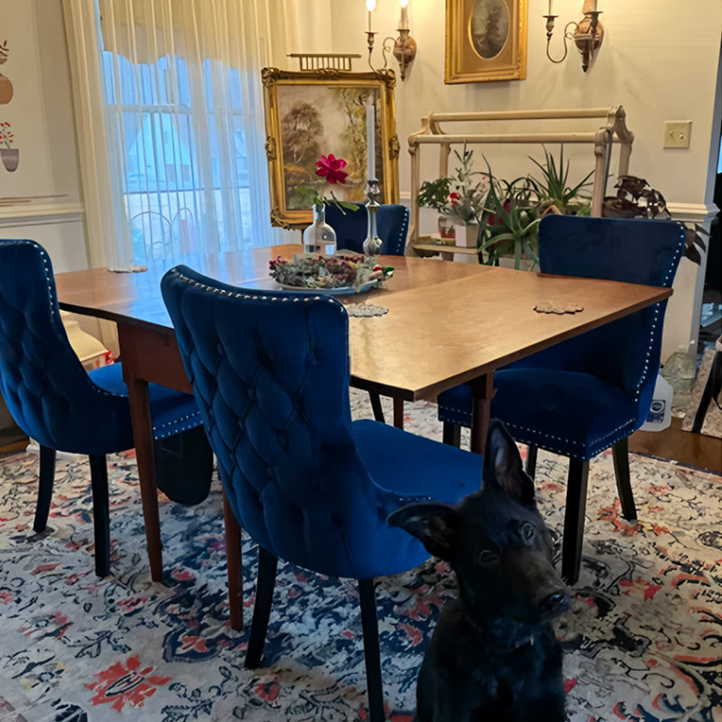 Blue Velvet Upholstered Dining Chairs with Nailhead Trim, Set of 6