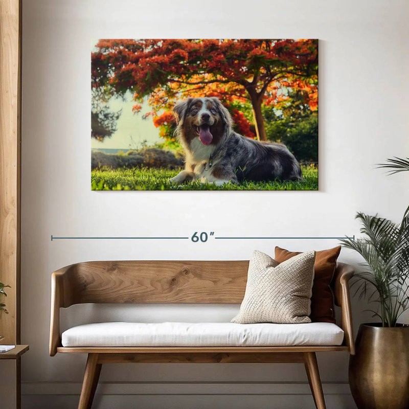 Border collie cerise, H 30 po x l 45 po