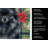 Black Pomeranian Christmas PoinsettIas Kitchen Towel-2080583747