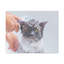 Drôle de chat persan Bathee, art mural sur toile-983659924