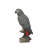 Gabon Parrot on Stump
