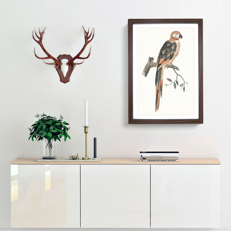 A Parrot by Johan Teyler - Framed Print, 63cm H x 45cm W x 2cm D, Walnut Framed