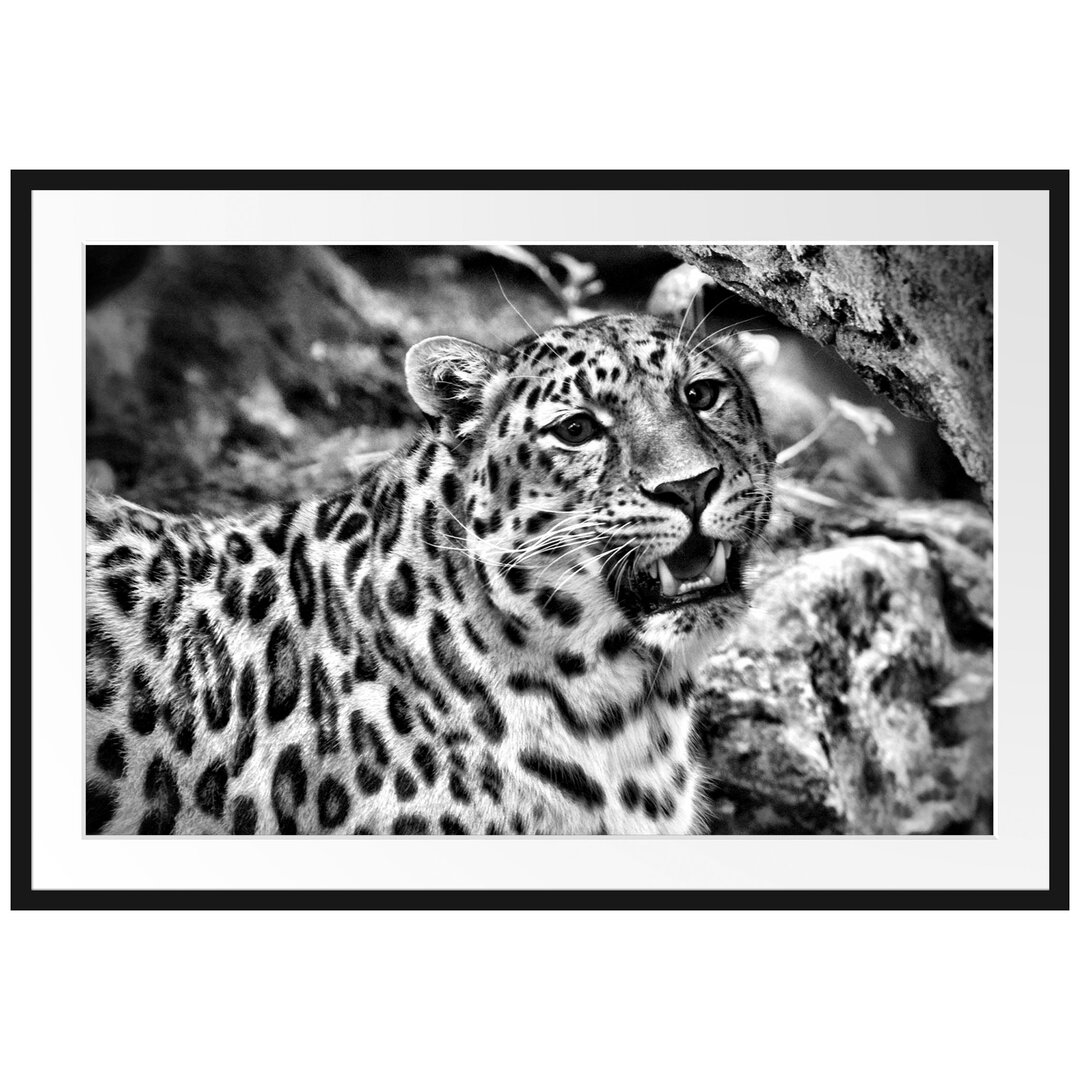 Gerahmtes Poster Prachtvoller Leopard