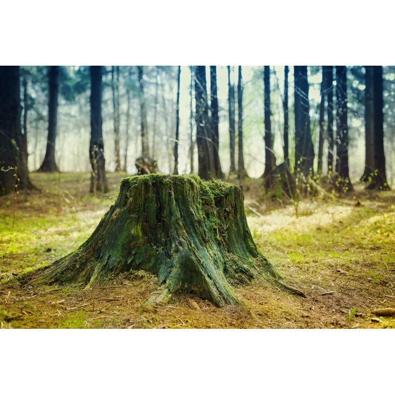 Old Tree Stump Covered With Moss by Julia_Sudnitskaya - Wrapped Canvas Print, 81cm H x 122cm W