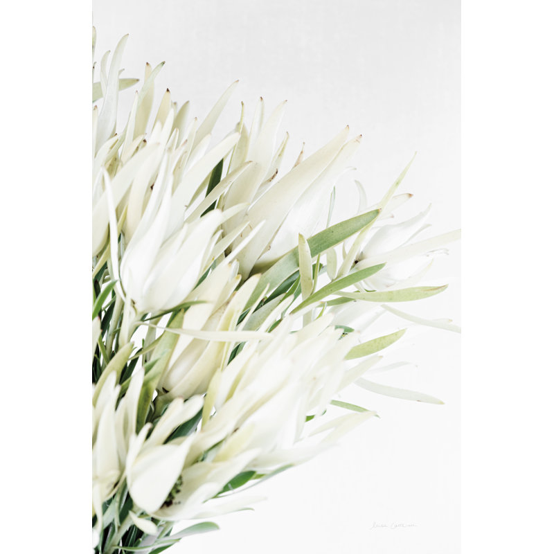 «Leucadendron» par Elise Catterall - photographie sur toile tendue, H 48 po x l 32 po