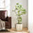 Artificial Milan Leaf Bonsai Tree with Realistic Leaves and Decorative Branches