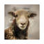 Herdwick by Mark Gemmell - Wrapped Canvas Print-41187030