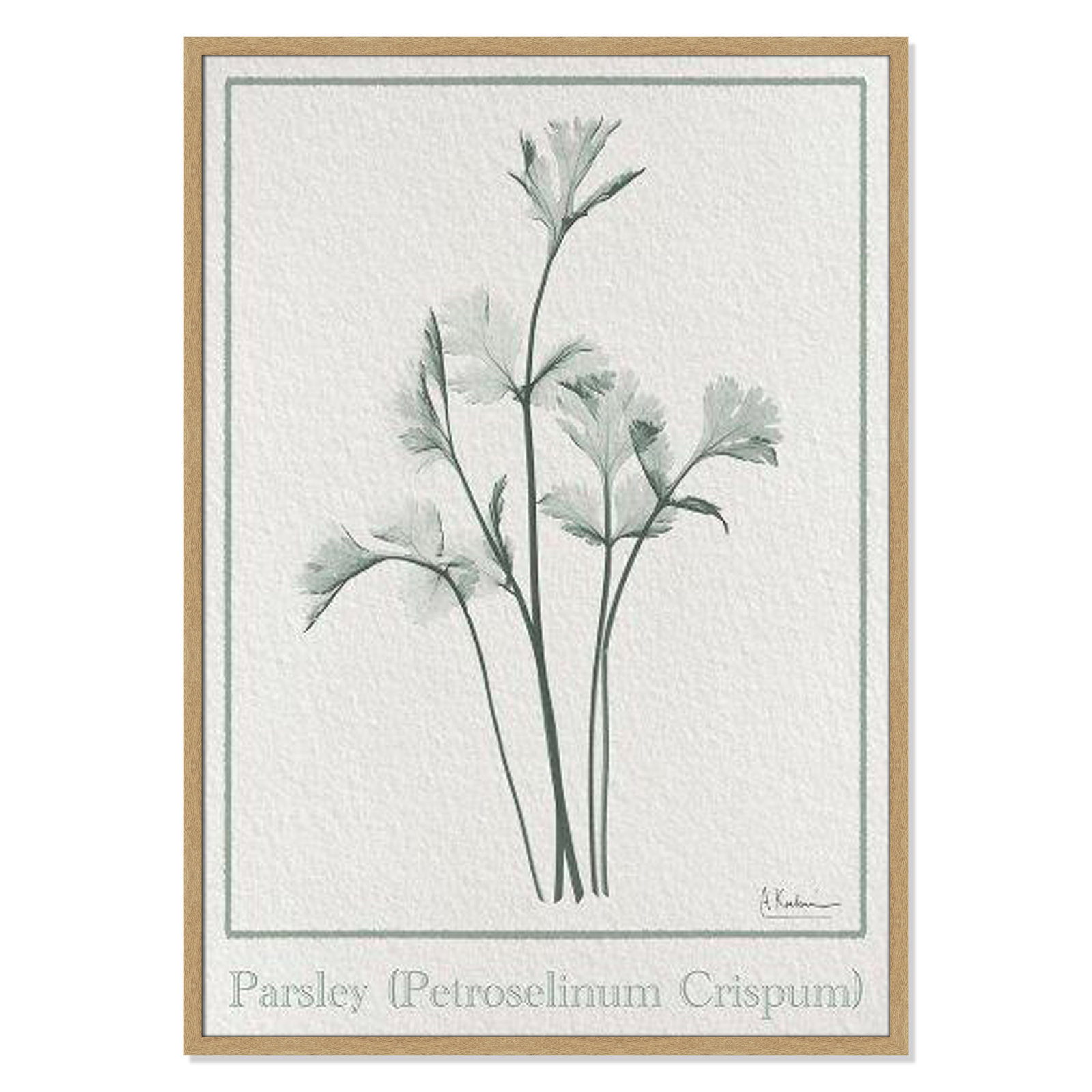 Jeanette "Parsley II" Print by Albert Koetsier, 41.5" H x 29.5" W x 1.25" D, Natural Framed Paper