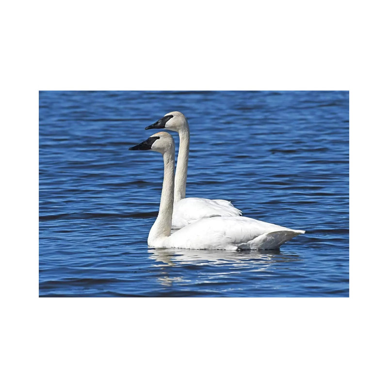 Swimming in Tandem 1 Piece Wrapped Canvas Wall Art, 66.04 cm H x 45.72 cm W