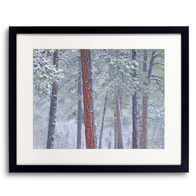 Winter Ponderosa Pine Forest Print by Bruce Heinemann
