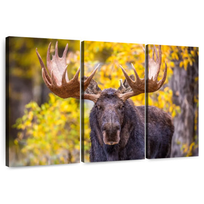 Bull orignal en automne