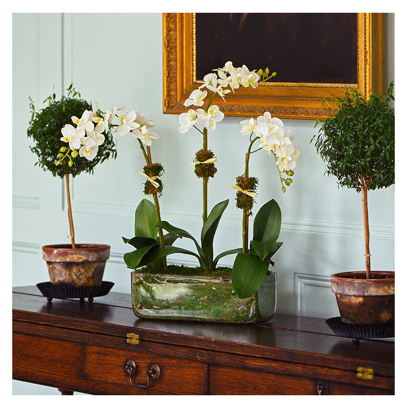 Phalaenopsis Orchids in Glass Rectangle Vase