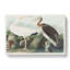 White Ibis Bird and Lobster by John Audubon - Wrapped Canvas-55305274