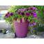 Bojorquez Pot Planter-317792791-317792788