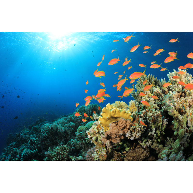 Tropical Fish And Corals by Richcarey - Wrapped Canvas Print, 30cm H x 46cm W x 3.8cm D