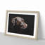 Chocolate Brown Labrador Dog - Picture Frame Graphic Art Print-56708689-56708690