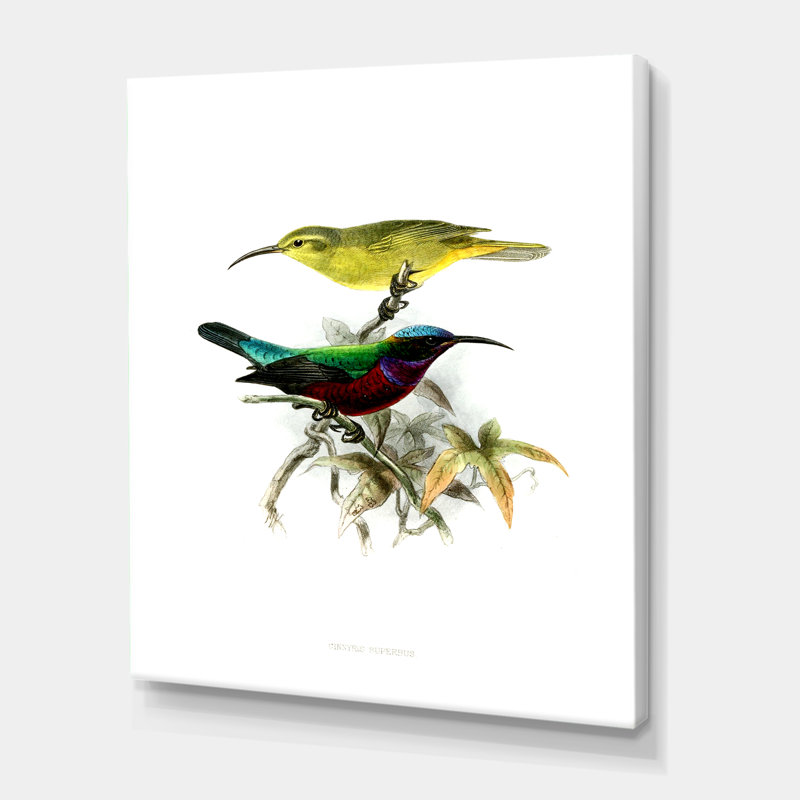 «Vintage Australian Birds XV», impression sur toile, Toile tendue, H 40 po x l 30 po x 1,5 po