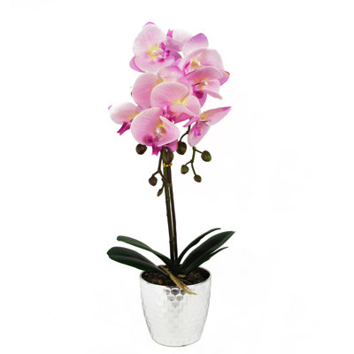 Anneus 50cm Plant