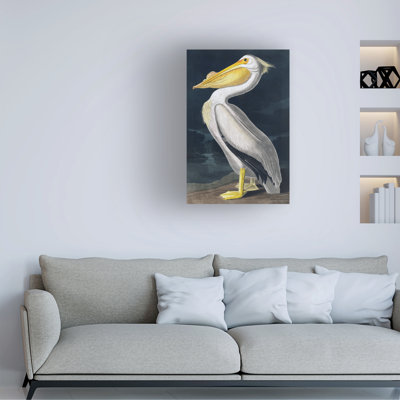Animals Animals Incado Pelican