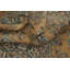 Tapis traditionnel gracieux 6 x 9 dans des tons terreux chaleureux