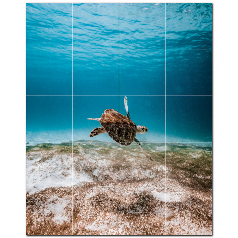 Tortue photo 6 x 6