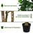 83" Artificial Silk Tree In Pot