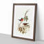 Norfolk Island Robin by Elizabeth Gould - Framed Print-55576900-55576901
