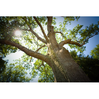 " Mature Oak Tree " by Jeffherronphoto