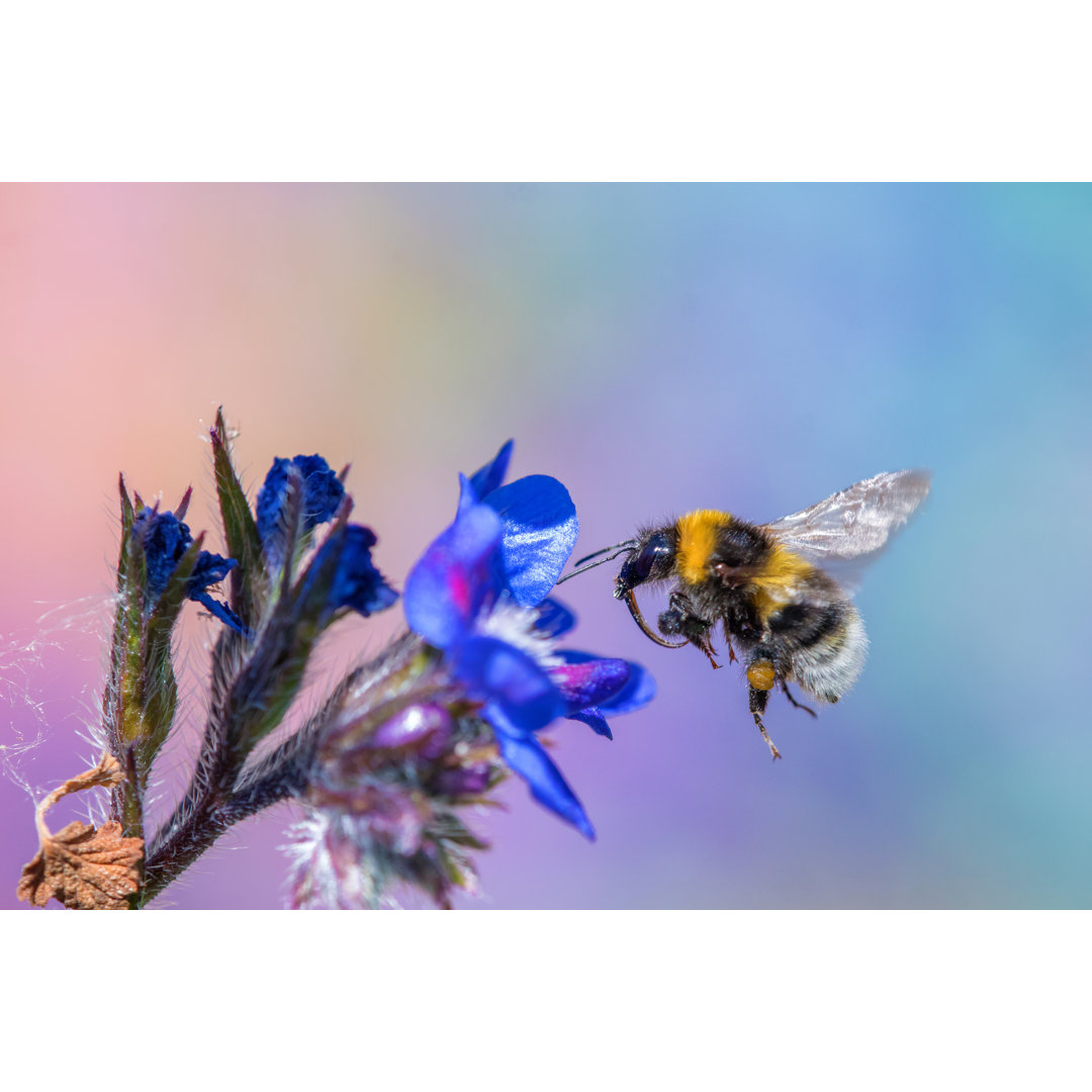 Hummel auf Blume von Schnuddel - Druck