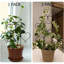 Treillis d'intérieur pour plantes grimpantes, treillis de jardin empilable ...
