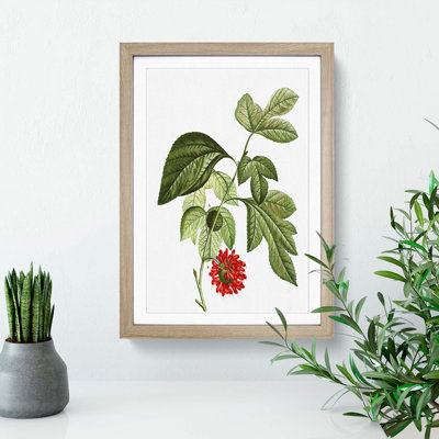 Red Mulberry Tree by Pierre-Joseph Redoute - Framed Print