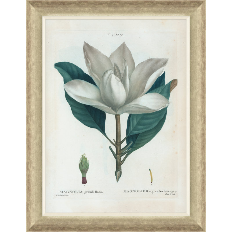 Magnolias Giclee Print by Paul Cezanne