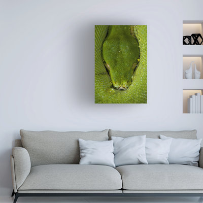 Wrapped Canvas Wall Art - Thor Hakonsen 'Morelia Viridis Green Tree Python' Wall Art for Living Room, Bedroom, or Office Décor  - 16x24