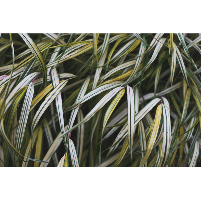 Leafy IV 1 Piece Wrapped Canvas Painting, 51cm H x 76cm W
