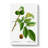 English Walnut Tree by Pierre-Joseph Redoute - Wrapped Canvas Painting-55370904