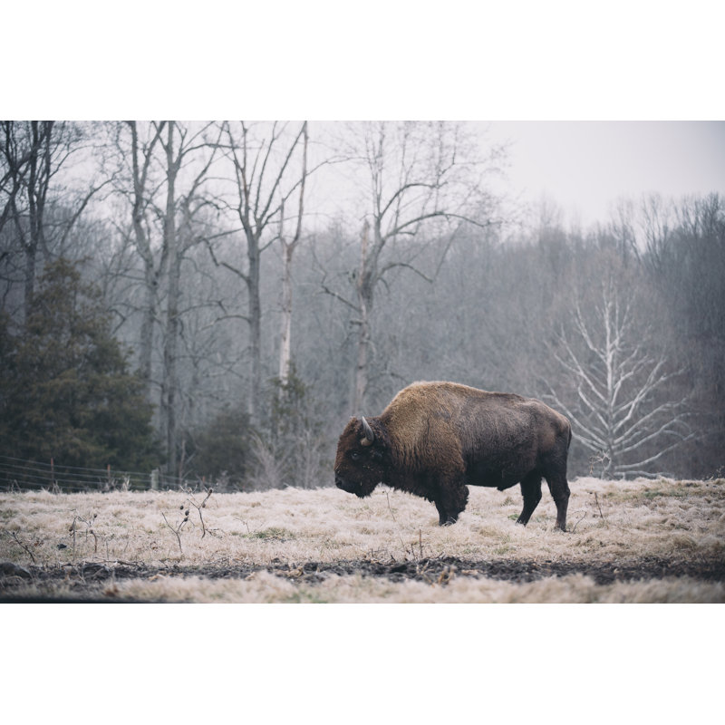 Solitary Bison I by Adam Mead -  Photograph, 20 cm H x 30 cm W, Wrapped Canvas