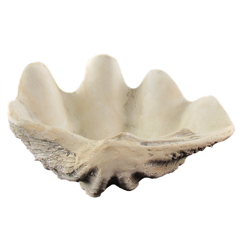 Cast Hippopus Clamshell Home Decor Cast Hippopus Clamshell Home Decor
