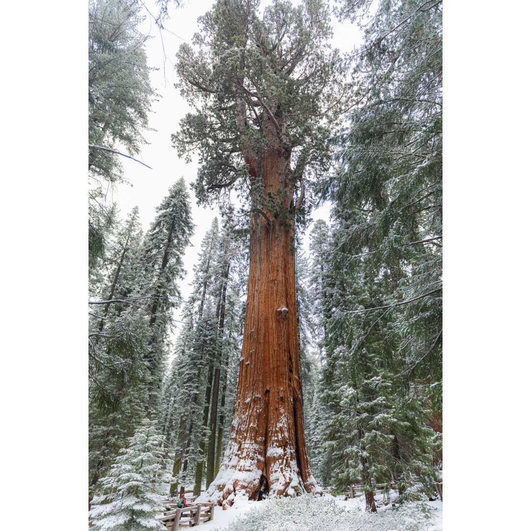 Sequoia National Park von HadelProductions - Kunstdrucke auf Leinwand