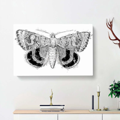 Sleepy Underwing Moth by S.F. Denton - Wrapped Canvas