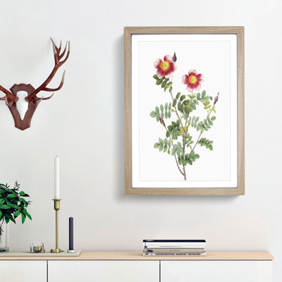 A Burnet Rose in Pink by Pierre-Joseph Redoute - Framed Print
